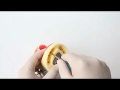 Tandheelkundige studie tandenmodel tandheelkundige school 28 stuks tanden met schroef tandheelkundige restauratie kaakmodel voor jou