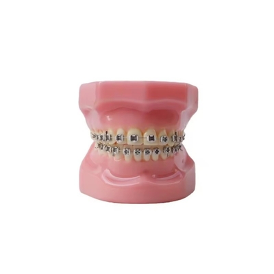 Tandheelkundige Typedont Tanden Voorbereidingsmodel Tandheelkundige student Orthodontie Praktijkmodel