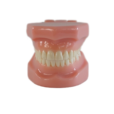 Tandheelkundige Typedont Tanden Voorbereidingsmodel Tandheelkundige student Orthodontie Praktijkmodel