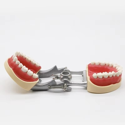 Standaard model tandheelkundige praktijk tandartsstudent Acrylhars tandheelkundige typodont met DP-articulator