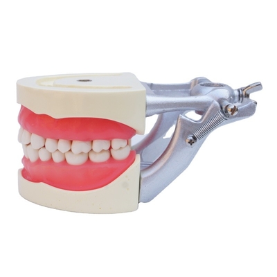 Standaard model tandheelkundige praktijk tandartsstudent Acrylhars tandheelkundige typodont met DP-articulator