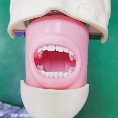 Professionele tandheelkundige studenten Simulator Training Model Medische wetenschappen Tandheelkundige Phantom Head Model
