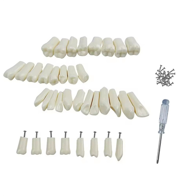 32pcs / Set Tandheelkundige Typodont Vervangende Tanden Tandheelkundige Studenten Practicietools Hardheid Hars Tanden