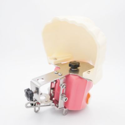 Geavanceerd Oraal Fantoomhoofd Tandheelkundig Onderwijs Hoofdmodel Tandheelkundige School Desktop Oefening Tandheelkundige Training Simulator