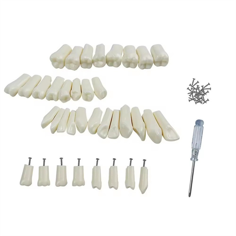 32pcs / Set Tandheelkundige Typodont Vervangende Tanden Tandheelkundige Studenten Practicietools Hardheid Hars Tanden