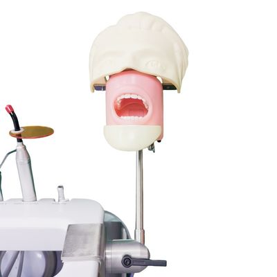 Tandheelkundige school Phantom Head Voor tandheelkundige studenten Studie Model Dental Phantom Head Unit