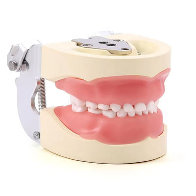 Goede prijs. Afneembare 24pcs Kinderen Tandheelkundige Tanden Model Hars Gemaakt Training Kinderen Tanden Praktijk Model online